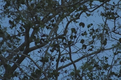 Enterolobium cyclocarpum