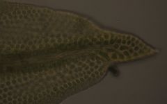 Macromitrium longipes