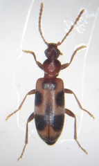 Notoxus brachycerus