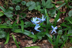Scilla monanthos