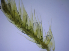 Hypnum resupinatum