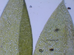 Plagiothecium succulentum