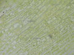 Plagiothecium succulentum