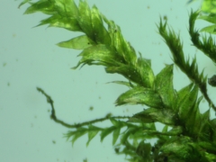 Plagiothecium succulentum