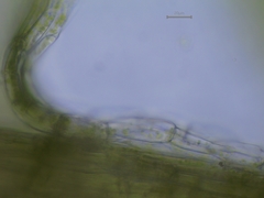 Plagiothecium succulentum