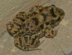 Leptodactylus troglodytes