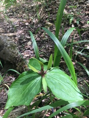 Trillium viridescens