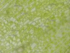 Plagiothecium succulentum