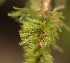 Hypnum resupinatum