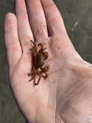 Cyclograpsus integer