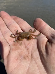 Cyclograpsus integer