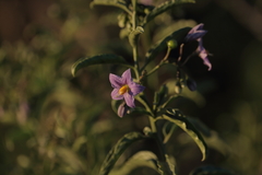 Solanum crispum