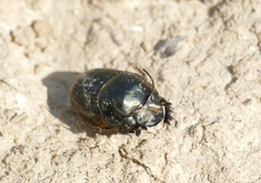 Onthophagus illyricus