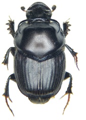 Onthophagus illyricus