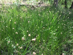 Eleocharis compressa