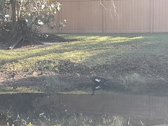 Cairina moschata domestica