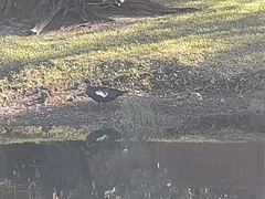 Cairina moschata domestica