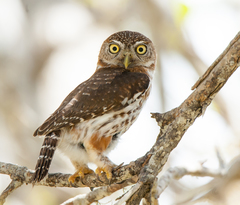 Glaucidium siju
