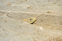 Cyclura nubila