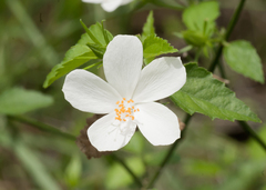 Hibiscus phoeniceus
