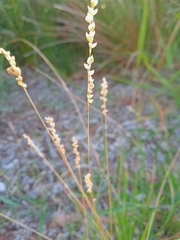 Eragrostis superba