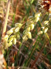 Eragrostis superba