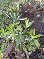 Artemisia suksdorfii