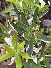 Artemisia suksdorfii