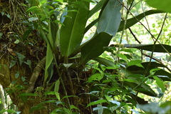 Philodendron martianum