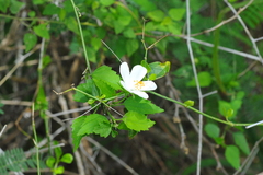 Hibiscus phoeniceus