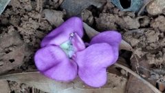 Macropsychanthus violaceus