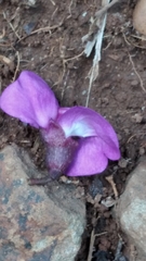 Macropsychanthus violaceus