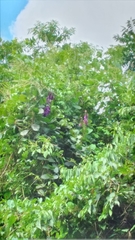 Macropsychanthus violaceus