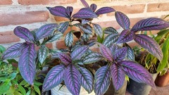 Strobilanthes auriculata