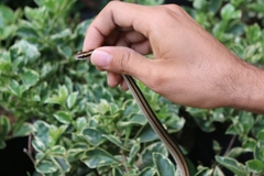 Lygophis lineatus