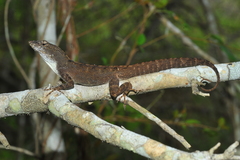 Anolis homolechis