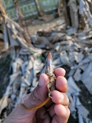 Anolis wattsii