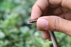 Lygophis lineatus