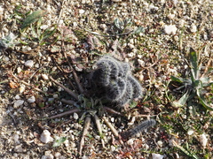 Thaumetopoea herculeana