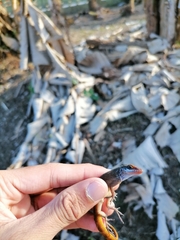 Anolis wattsii