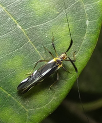 Dictyopsocus pennicornis