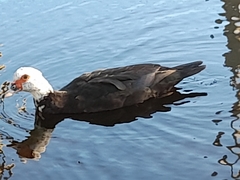 Cairina moschata domestica