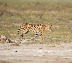 Leptailurus serval lipostictus