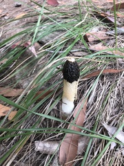 Phallus lutescens