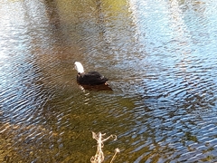 Cairina moschata domestica