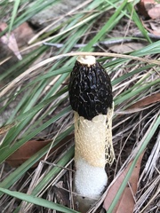 Phallus lutescens