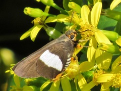 Coeliades forestan forestan