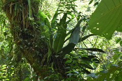 Philodendron martianum