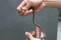 Lygophis lineatus