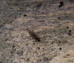 Sphaeroceroidea